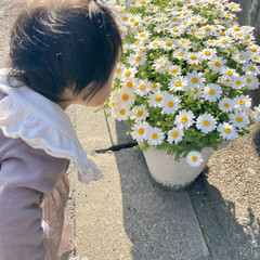 春の花/ガーデニング ノースポールの白い花(*´꒳`*)♡
プ…(1枚目)