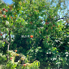桃狩りしました⤴︎⤴︎😆🙌/会社の庭の果実 暑い日が続きましたね〜💦
🍑果実は色づき…(6枚目)