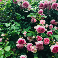 garden/令和元年フォト投稿キャンペーン/至福のひととき/LIMIAおでかけ部/おでかけ/風景/... Garden No.8
姫になれるひとと…