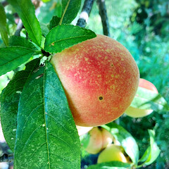 桃狩りしました⤴︎⤴︎😆🙌/会社の庭の果実 暑い日が続きましたね〜💦
🍑果実は色づき…(3枚目)