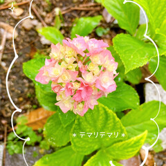 my garden/ガーデニング/ピンク色/紫陽花 朝の水やり🎶
すごく待ったんです(๑˃̵…(2枚目)