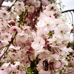しだれ桜❤︎/春のフォト投稿キャンペーン/春/風景/おでかけワンショット ＊4月14日の春だより(*´꒳`*)＊
…(2枚目)