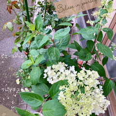 水無月/南側玄関前/お花育て初めてに挑戦/あじさい/お迎えのお花さん♡ おはようございます(*´꒳`*)
昨晩は…(1枚目)