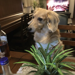 ダックス/宅飲み 昨日ご近所のおばさんの家で、飲み会しまし…