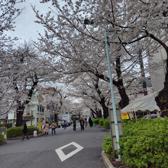 「4月6日の土曜日、外出先で満開の桜を
見…」(1枚目)