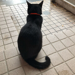 ペット ご近所さんの黒猫ちゃん
リリさん♡
かな…(1枚目)