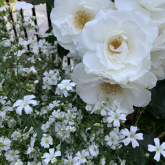 かすみ草/アイスバーグ/マイガーデン/ガーデニング 今日のマイガーデン🌿鉢植えの白薔薇アイス…(1枚目)