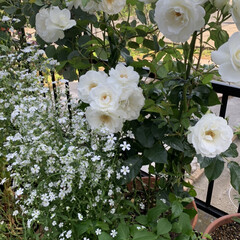 かすみ草/アイスバーグ/マイガーデン/ガーデニング 今日のマイガーデン🌿鉢植えの白薔薇アイス…(3枚目)
