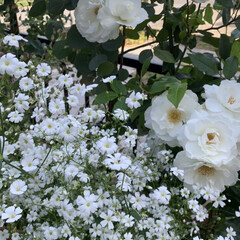 かすみ草/アイスバーグ/マイガーデン/ガーデニング 今日のマイガーデン🌿鉢植えの白薔薇アイス…(2枚目)
