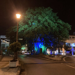 観葉植物 沖縄で見たガジュマルの木が気になって
小…(2枚目)