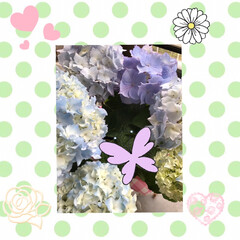 令和元年フォト投稿キャンペーン 先日購入した紫陽花。
レオンと言う品種ら…(1枚目)
