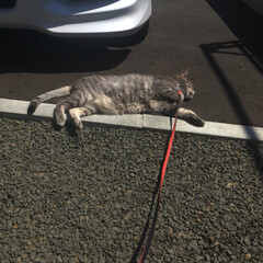 ねこ 毎日のお散歩…
最後は砂利で寝転がり帰り…(3枚目)