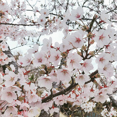 「関東ではもう忘れる頃に咲く桜。
こちらで…」(1枚目)