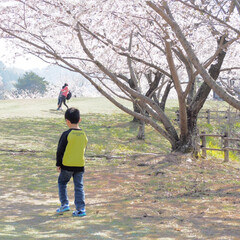 おでかけワンショット 今年の子どもたちの春休みには,桜を沢山見…(1枚目)