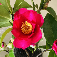 お花のある暮らし お庭に咲いた山茶花💐
インテリアに飾って…(1枚目)
