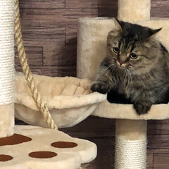 キャットタワー/ペット/猫 朝から活動的なキズナ君💕キャットタワーを…(3枚目)