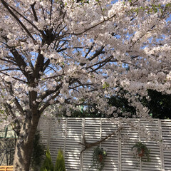 春のフォト投稿キャンペーン 会社の桜が満開でした🌸
こんな近くで咲い…(1枚目)