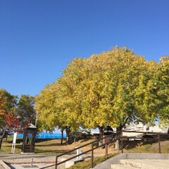 秋/風景 近所の公園の大きな木が黄色に変わって、青…(1枚目)
