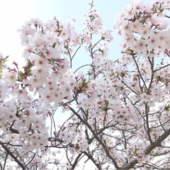 ピクニック/桜が満開/桜/春のフォト投稿キャンペーン/令和カウントダウン/春/... ＊2019.4.15＊
こんばんは(*´…(2枚目)
