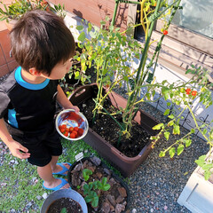 家庭菜園/ミニトマト/住まい/暮らし/フォロー大歓迎/夏のお気に入り 今年の夏に家庭菜園したミニトマトを収穫す…(1枚目)