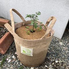 園芸/ガーデニング/ミニトマト/雑貨/暮らし 夏に向けて♩
ミニトマト栽培を始めました…(1枚目)