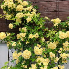 ガーデニング/モッコウバラ/フォロー大歓迎/暮らし/住まい 黄色モッコウバラがポコポコたくさん花を咲…(1枚目)