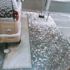 ガーデニング/駐車場/雪/フォロー大歓迎/住まい 今朝の一枚＊

うっすら雪が積もっていま…(1枚目)