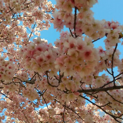 「早咲き桜～🌸
毎年、楽しみにしている「さ…」(1枚目)