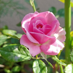 コスモス/ミニひまわり/ミニ薔薇/ベランダ 今日も暑いですね。😅
ピンクのミニ薔薇が…(1枚目)