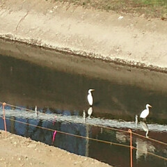 あけおめ/冬/おでかけ/風景 多摩川の支流の川に良く白鷺がいます。日向…(3枚目)