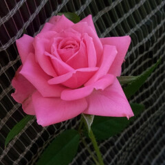 朝顔/ミニ薔薇/ベランダガーデニング ピンクのミニ薔薇が再び綺麗に咲いてくれま…(2枚目)