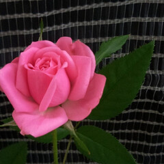 朝顔/ミニ薔薇/ベランダガーデニング ピンクのミニ薔薇が再び綺麗に咲いてくれま…(1枚目)