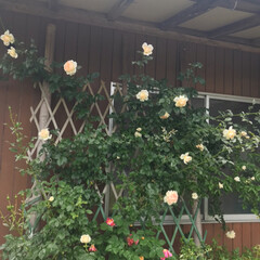 花/庭/令和元年フォト投稿キャンペーン/令和の一枚 庭で咲き出した花です😃
ちぃさん、この花…(5枚目)
