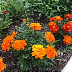 雨季ウキフォト投稿キャンペーン/令和の一枚 今日の庭の花たちです🌼🌸💐
花壇のマリー…(2枚目)