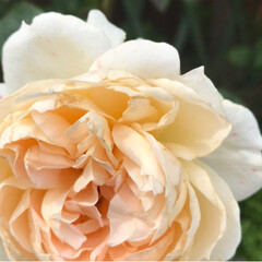 雨季ウキフォト投稿キャンペーン/令和の一枚 今日の庭の花たちです🌼🌸💐
花壇のマリー…(5枚目)
