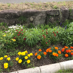 雨季ウキフォト投稿キャンペーン/令和の一枚 今日の庭の花たちです🌼🌸💐
花壇のマリー…(3枚目)