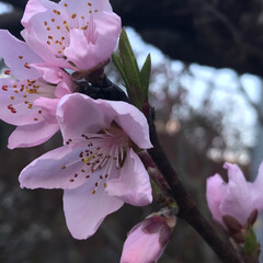 春の花/庭の花/スノーフレーク/ムスカリ/桃の花/椿/... 昨日今日と暖かくお天気がいいので、庭の花…(5枚目)