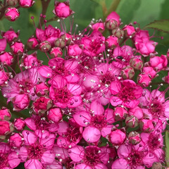花/庭/令和元年フォト投稿キャンペーン/令和の一枚 庭で咲き出した花です😃
ちぃさん、この花…(1枚目)