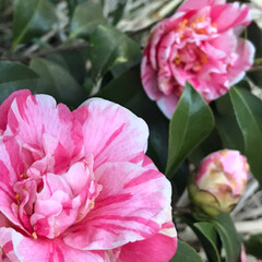 春の花/庭の花/スノーフレーク/ムスカリ/桃の花/椿/... 昨日今日と暖かくお天気がいいので、庭の花…(3枚目)