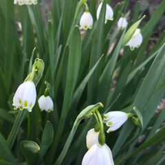 春の花/庭の花/スノーフレーク/ムスカリ/桃の花/椿/... 昨日今日と暖かくお天気がいいので、庭の花…(6枚目)