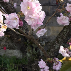 コロナに負けるな/季節外れの大雪/コロナ対策/八重桜/お花見 今日のお茶休憩は職場の裏にある八重桜の下…