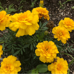 雨季ウキフォト投稿キャンペーン/令和の一枚 今日の庭の花たちです🌼🌸💐
花壇のマリー…(1枚目)