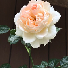 花/庭/令和元年フォト投稿キャンペーン/令和の一枚 庭で咲き出した花です😃
ちぃさん、この花…(4枚目)