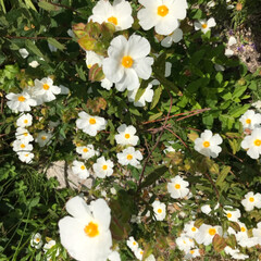 庭の花/令和元年フォト投稿キャンペーン/令和の一枚 今日の庭の花達💐🌸🌼

こぼれ種から咲い…(3枚目)