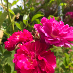 庭の花/令和元年フォト投稿キャンペーン/令和の一枚 今日の庭の花達💐🌸🌼

こぼれ種から咲い…(5枚目)