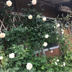 雨季ウキフォト投稿キャンペーン/令和の一枚 今日の庭の花たちです🌼🌸💐
花壇のマリー…(4枚目)
