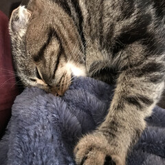 スコティッシュ/眠い/ペット/猫/おやすみショット フミフミしたまま寝てしまいました。
可愛…(1枚目)