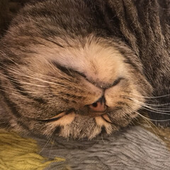 眠い/スコティッシュ/ペット/猫/おやすみショット 口にヨダレを付けたまま寝ているリッチーで…(1枚目)