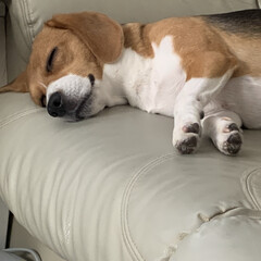 犬/ひるね/ビーグル/ニトリ/暮らし/フォロー大歓迎 今日の犬

幸せそうに寝てました

耳が…(1枚目)