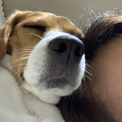寝顔/カンガルー/犬/ビーグル/暮らし/フォロー大歓迎 私の頭の横で寝る犬

このショット

カ…(1枚目)